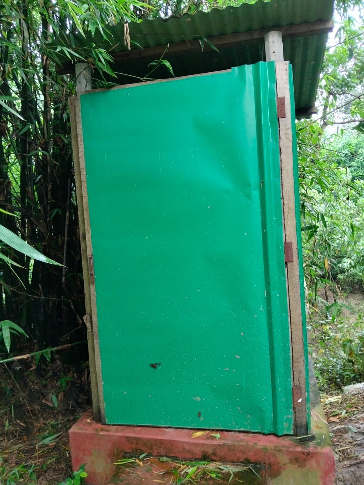 Sanitary latrine with a flat green tin door, built among bamboo on a red concrete base.